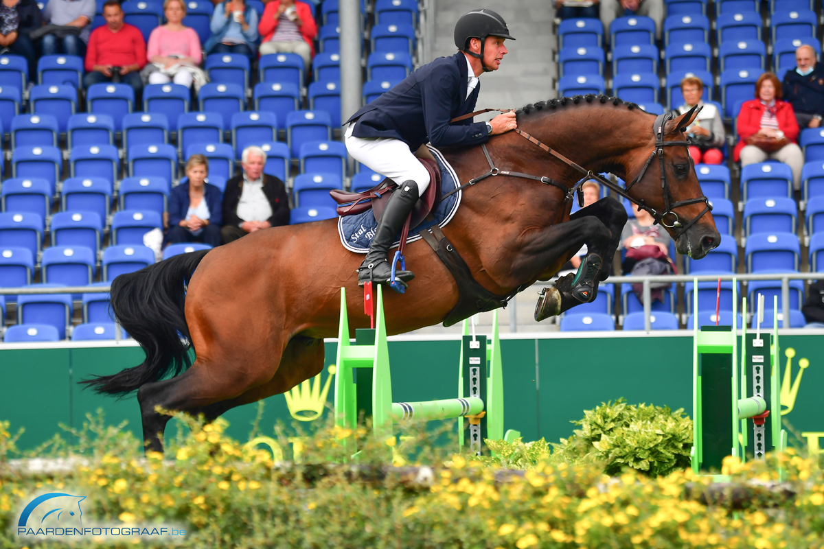 Top 10 Best Jumping Horses In The World 2026: Unveiling the Champions in Show Jumping